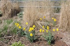 Daffidills