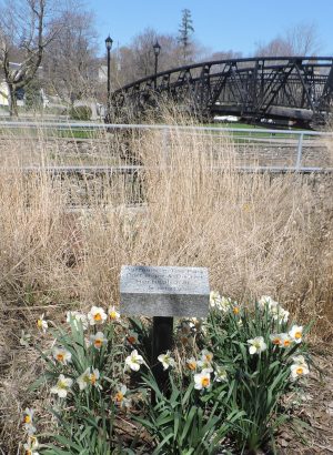 Daffidills with plaque