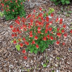 Native Columbine