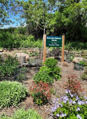 Pollinator Garden