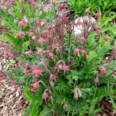 Prairie Smoke