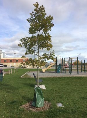 Red Oak