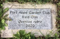 Red Oak Plaque