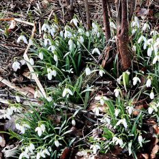 Snowdrops