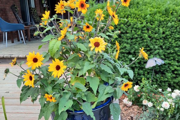 Sunflower