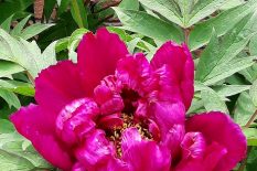 Tree Peony